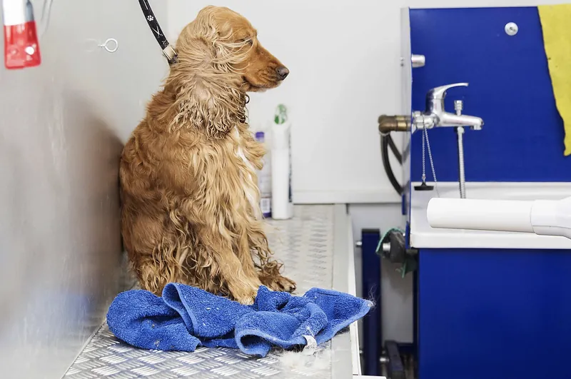Hund sitzt nach dem Bad auf einem Handtuch