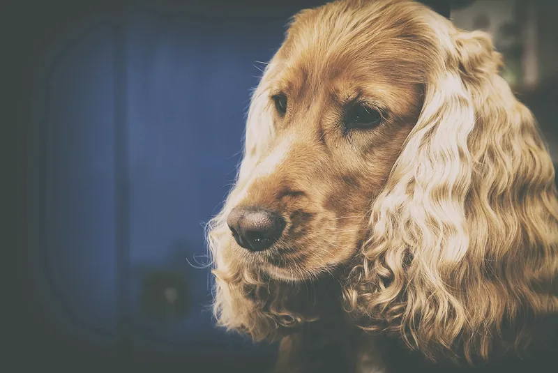 Porträt eines frisch gepflegten Cocker Spaniels