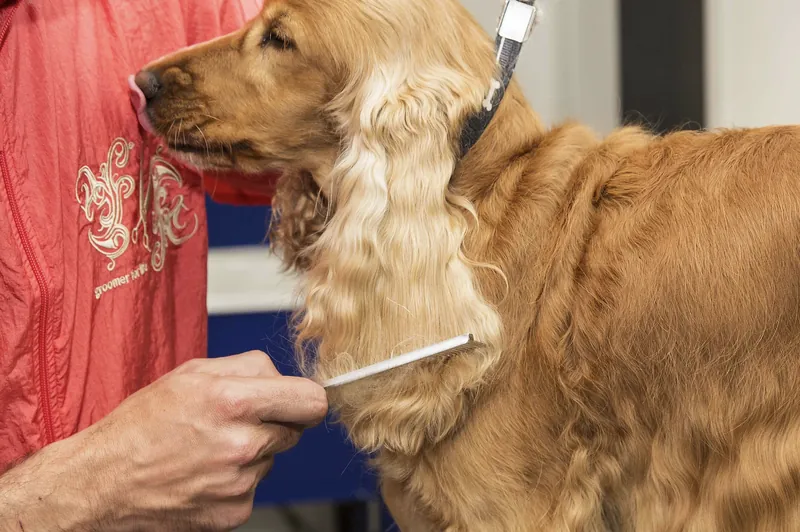 Das Fell eines Cocker Spaniels wird gekämmt